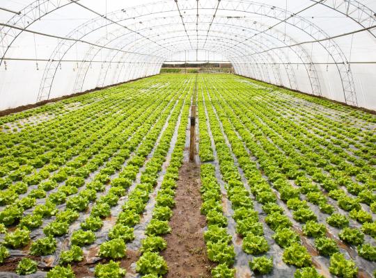 lettuce greenhouse