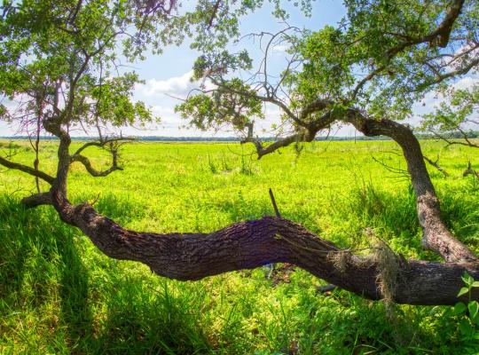 tree landscape