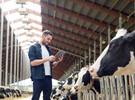 young male farmer checking on his cows
