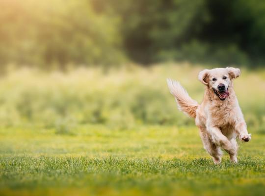 happy dog