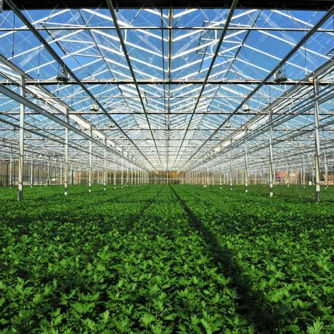 Young plants growing in a greenhouse