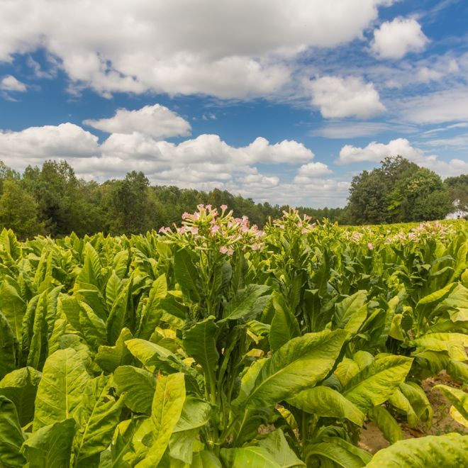 Crops