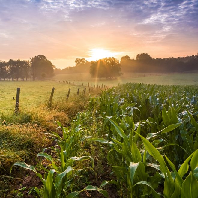 Farm at sunset