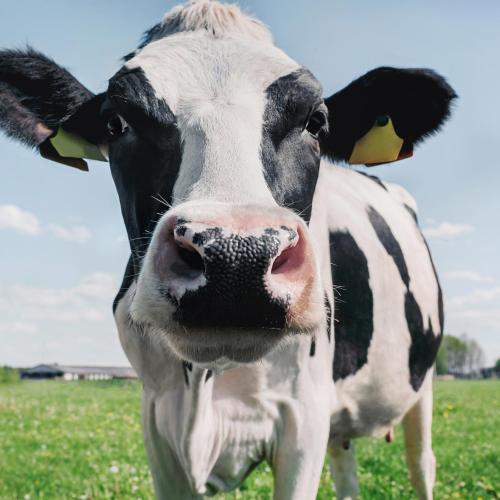 dairy cow