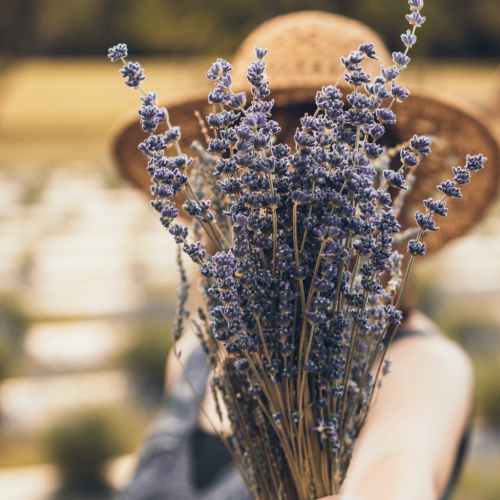 lavender